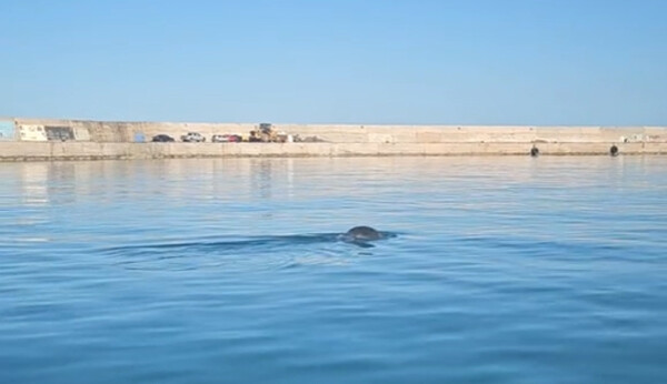Φώκιες εθεάθησαν να κολυμπούν σήμερα στο λιμάνι του Ηρακλείου