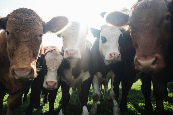 Veganuary: Τι είναι και γιατί πρέπει να το δοκιμάσεις, έστω και για λίγο