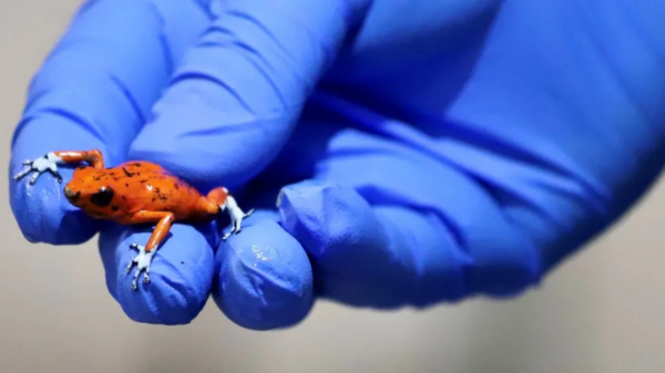 Woman arrested with 130 poisonous frogs in her luggage