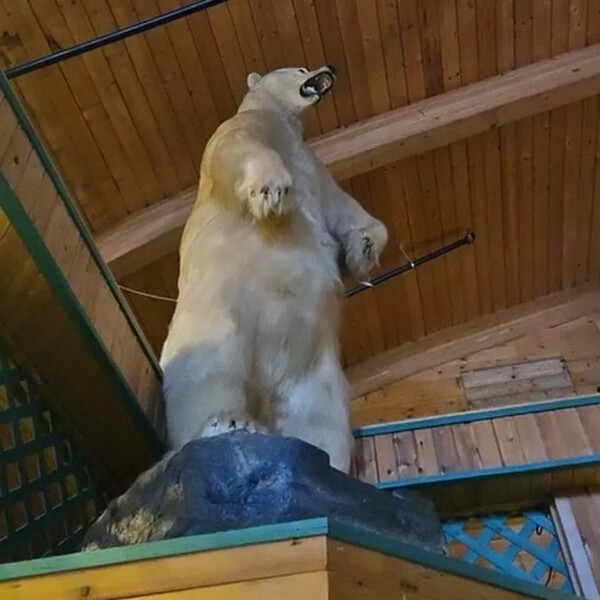 Έκλεψαν ταριχευμένη πολική αρκούδα- Ζυγίζει περίπου 225 κιλά