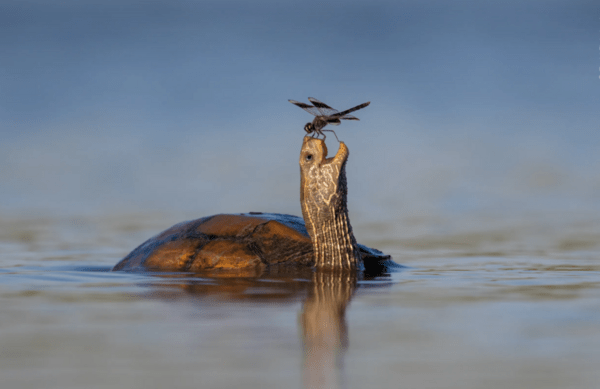 Wildlife Photographer of the Year: Η εκπληκτική εικόνα μιας πολικής αρκούδας που χουχουλιάζει σε ένα κομμάτι πάγου κέρδισε το βραβείο