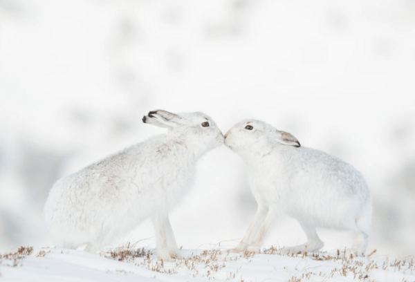 Wildlife Photographer of the Year: Η εκπληκτική εικόνα μιας πολικής αρκούδας που χουχουλιάζει σε ένα κομμάτι πάγου κέρδισε το βραβείο