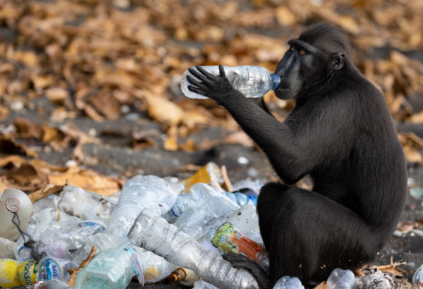 Wildlife Photographer of the Year: Η εκπληκτική εικόνα μιας πολικής αρκούδας που χουχουλιάζει σε ένα κομμάτι πάγου κέρδισε το βραβείο