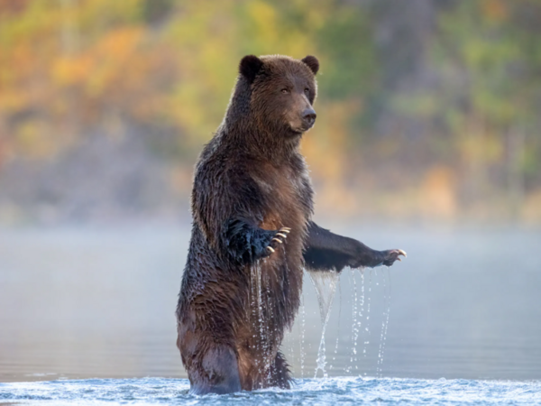 Wildlife Photographer of the Year: Η εκπληκτική εικόνα μιας πολικής αρκούδας που χουχουλιάζει σε ένα κομμάτι πάγου κέρδισε το βραβείο