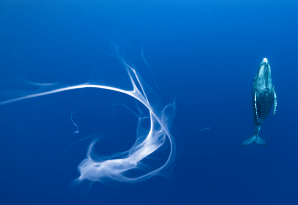 Wildlife Photographer of the Year: Η εκπληκτική εικόνα μιας πολικής αρκούδας που χουχουλιάζει σε ένα κομμάτι πάγου κέρδισε το βραβείο