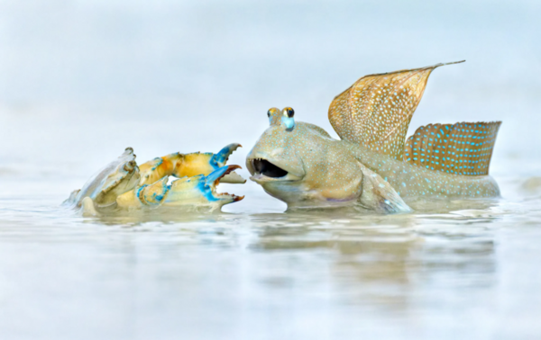 Wildlife Photographer of the Year: Η εκπληκτική εικόνα μιας πολικής αρκούδας που χουχουλιάζει σε ένα κομμάτι πάγου κέρδισε το βραβείο