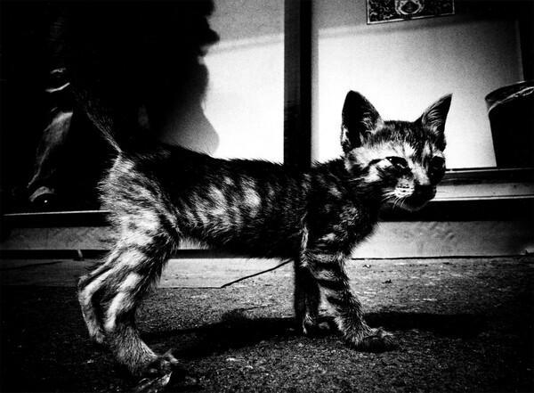Oι στοιχειωμένες φωτογραφίες του Daido Moriyama για τις αδέσποτες γάτες του Τόκιο