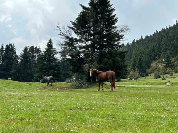 Ο τόπος μου, η Καλοσκοπή