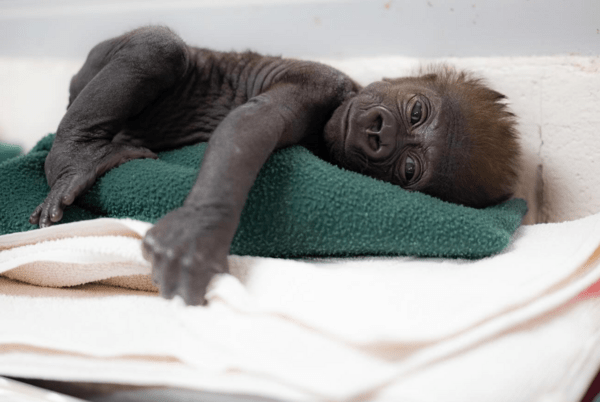 Texas zoo delivers baby gorilla via caesarean section