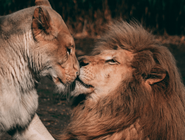 Ζωολογικός κήπος αλλάζει τα ονόματα λιονταριών γιατί είναι «βλάσφημα»