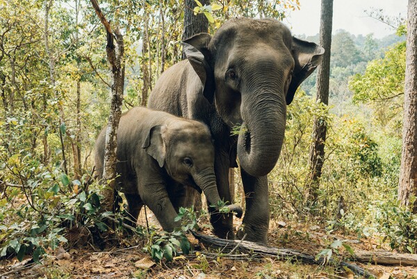 Οι ασιατικοί ελέφαντες θάβουν τους νεκρούς τους, δείχνει μελέτη