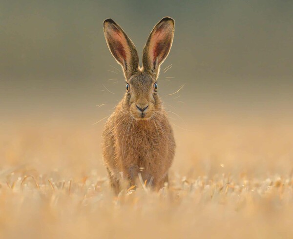 Οι νικήτριες φωτογραφίες του διαγωνισμού British Wildlife Photography