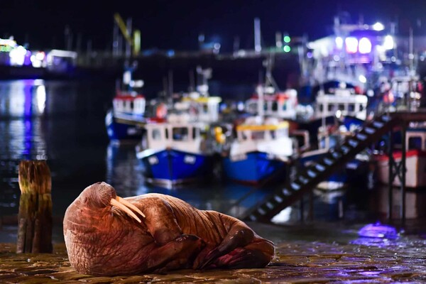 Οι νικήτριες φωτογραφίες του διαγωνισμού British Wildlife Photography