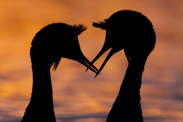 Οι νικήτριες φωτογραφίες του διαγωνισμού British Wildlife Photography