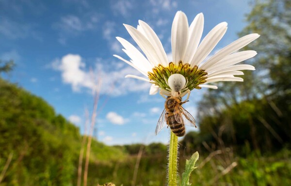 Οι νικήτριες φωτογραφίες του διαγωνισμού British Wildlife Photography