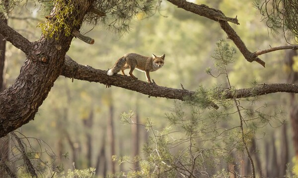 Οι νικήτριες φωτογραφίες του διαγωνισμού British Wildlife Photography