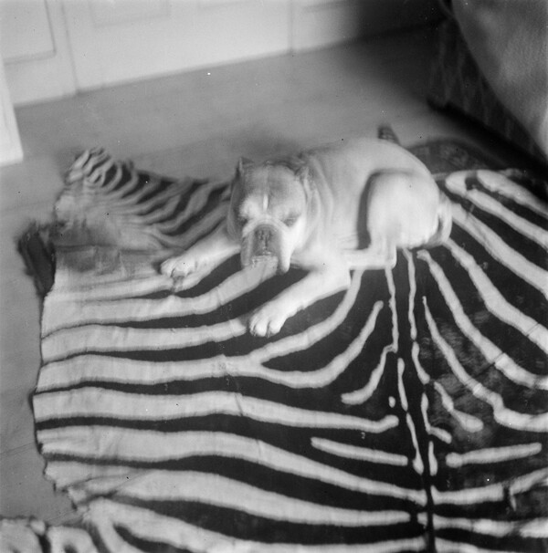 Μια φωτογραφία του Dandy, του μπουλντόγκ ξαπλωμένο σε ένα χαλί από δέρμα ζέβρας (κι άλλα πολλά)
