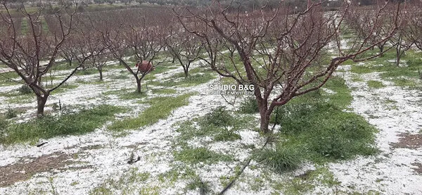 Ζημιές σε καλλιέργειες από σφοδρή χαλαζόπτωση στο Ναύπλιο