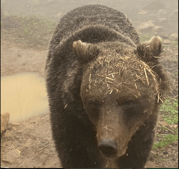 Αρκτούρος: Ξύπνησε η πρώτη αρκούδα από τον χειμέριο ύπνο