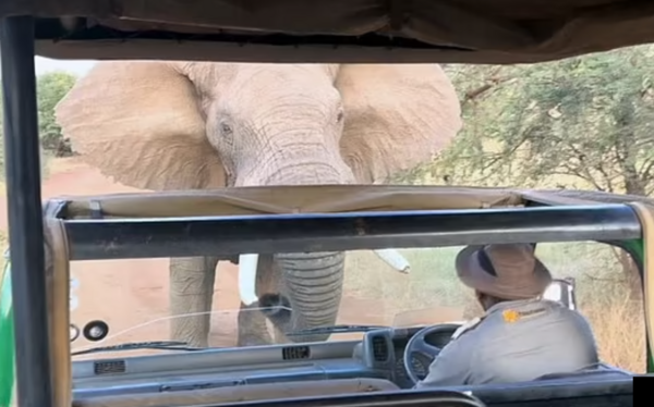 Άγριος ελέφαντας προσπαθεί να αναποδογυρίσει τουριστικό λεωφορείο