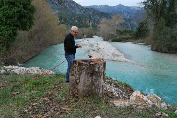 Γιατί πεθαίνουν τα πλατάνια; 