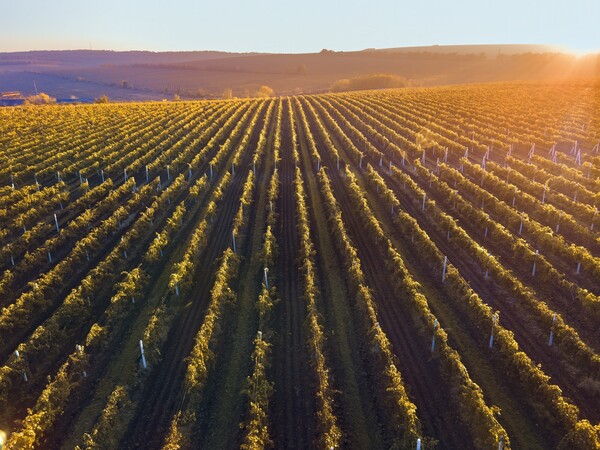 Η κλιματική κρίση αλλάζει το κρασί όπως το γνωρίζουμε: Πώς επηρεάζεται το 70% των αμπελώνων