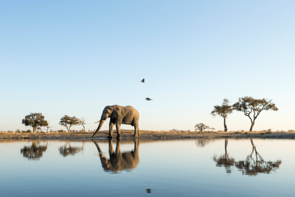 Ο πρόεδρος της Μποτσουάνας απειλεί να στείλει 20.000 ελέφαντες στη Γερμανία