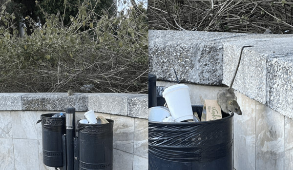 Αθήνα, η πόλη των ποντικιών ― Σήμερα στο σταθμό μετρό Ευαγγελισμός