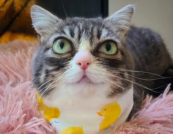 Διαδικτυακή φρενίτιδα για τη γάτα που μοιάζει με την Έμα Στόουν