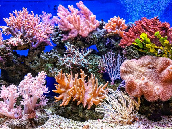Τα κοράλλια πεθαίνουν από την υπερθέρμανση των ωκεανών- Συναγερμός από τους επιστήμονες