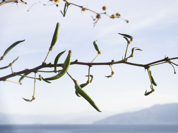 Οι 21 γαζίες της Αρβανιτιάς