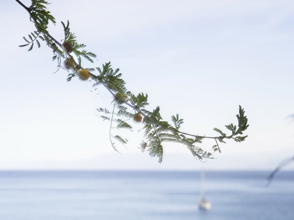 Οι 21 γαζίες της Αρβανιτιάς