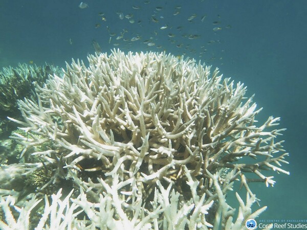 «Σαν υποβρύχιες πυρκαγιές»: Ο Μεγάλος Κοραλλιογενής Ύφαλος πέρασε το πιο θερμό καλοκαίρι στην ιστορία του