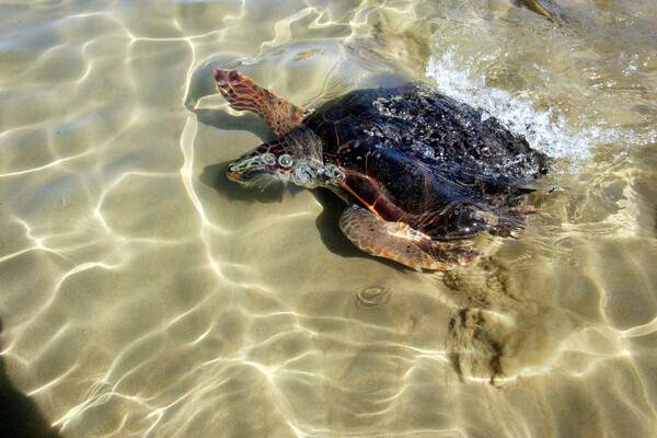 Η κλιματική αλλαγή επηρεάζει τις χελώνες καρέτα: Φωλιά για πρώτη φορά από 10 Μαΐου