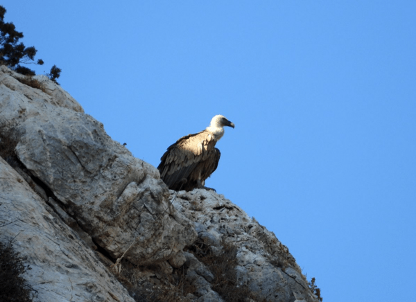 Τα όρνια φωλιάζουν ξανά στην Πάρνηθα μετά από δεκαετίες