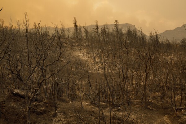 WWF: Tα διδάγματα των πυρκαγιών του Έβρου σε δύο επιστημονικές μελέτες