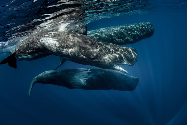 «SAvE Whales»: Tο έξυπνο σύστημα εντοπισμού που θα σώσει τους φυσητήρες 