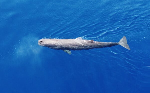 «SAvE Whales»: Tο έξυπνο σύστημα εντοπισμού που θα σώσει τους φυσητήρες