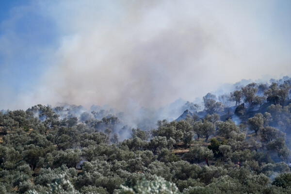 Φωτιά τώρα στην Αργολίδα: Νέο μήνυμα 112 στη Δάρδιζα