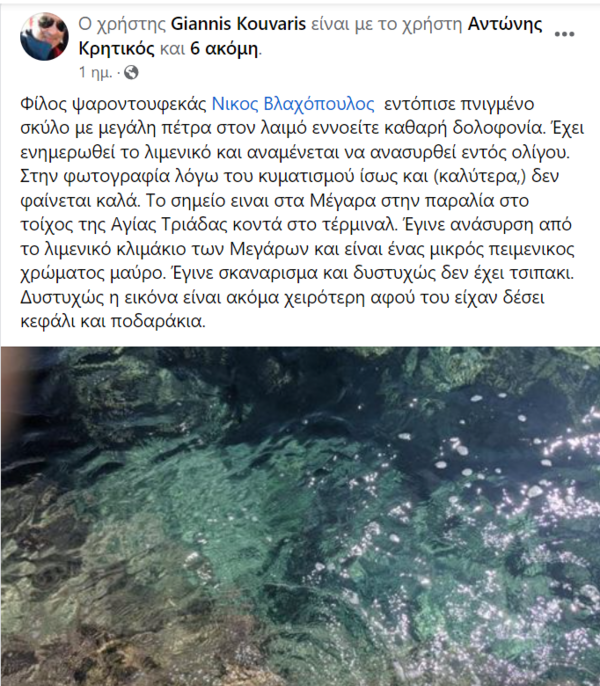 Μέγαρα: Έπνιξαν σκύλο δένοντάς του πέτρα στον λαιμό