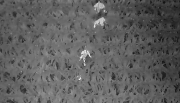 Με drone εντόπισαν τρίχρονο σε έκταση 1000 στρεμμάτων με καλαμπόκι στο Ουισκόνσιν