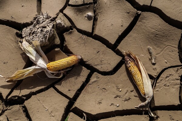Ανησυχητική μελέτη Greenpeace: Το 31% των αγροκτημάτων στην Ελλάδα έχει χαθεί