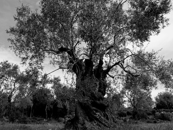 Μνήμες ελιάς από το παρελθόν και το μέλλον