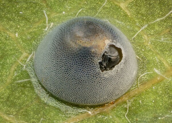 Διαγωνισμός φωτογραφίας Nikon Small World: Εντυπωσιακές εικόνες από τον μικρόκοσμο γύρω μας