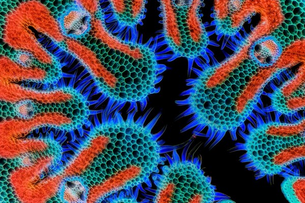 Διαγωνισμός φωτογραφίας Nikon Small World: Εντυπωσιακές εικόνες από τον μικρόκοσμο γύρω μας