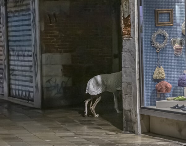 Γαληνοτάτη