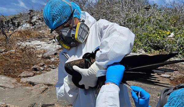Η γρίπη των πτηνών ηγείται της λίστας με ιούς που απειλούν για νέα πανδημία