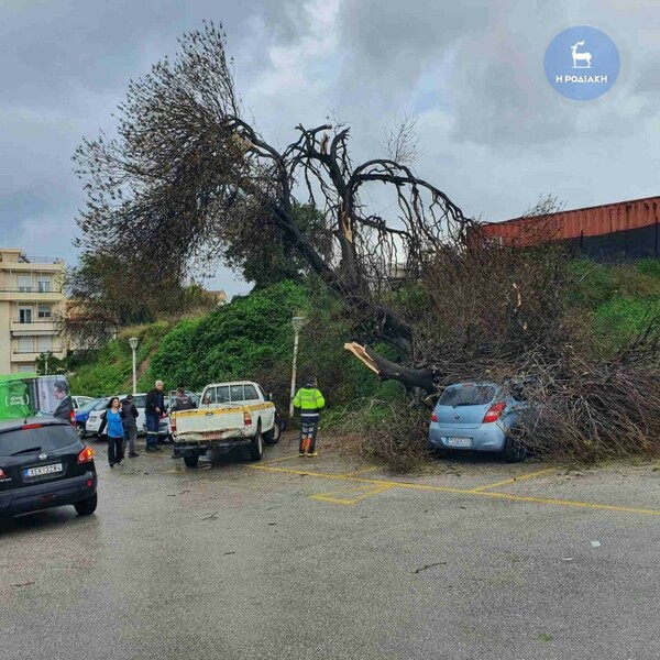 Ρόδος: Η στιγμή που ανεμοστρόβιλος ξεριζώνει δέντρο λόγω της σφοδρής κακοκαιρίας