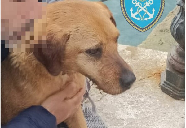 Ραφήνα: Επιχείρηση διάσωσης σκύλου από το Λιμενικό και την Πυροσβεστική