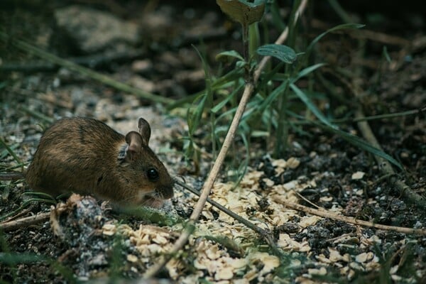 Hantavirus: Τρεις νεκροί από τον σπάνιο ιό των τρωκτικών που είχε σκοτώσει και τη σύζυγο του Τζιν Χάκμαν
